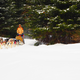 Illustration for article titled Where the Dogs Are: A Dogsledding Photo Diary